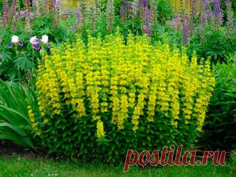 Многолетний садовый цветок Вербейник (Lysimachia). Корневищный травянистый многолетник, высотой до 1 м, стебли прямостоячие, листья мелкие, супротивные, яйцевидные. Цветки желтые, одиночные, в пазухах листьев. Стебель стелющийся и укореняющийся, до 50 см длинной. Цветет в июне - июле.

Основные виды.
Наиболее распространены в декоративном садоводчестве: в.монетчатый, луговой чай (L.nummularia) - почвопокровное растение с ползучими тонкими стеблями длинной до 50 см, сильно разрастается.
