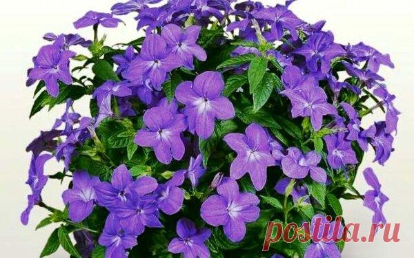 Цветущая непрерывно | ЗЕЛЕНЫЙ МИР С ЕЛЕНОЙ | Яндекс Дзен