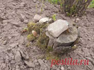 Сколько лет подряд можно сажать дерево на одном и том же месте: ошибка, которая губит урожай