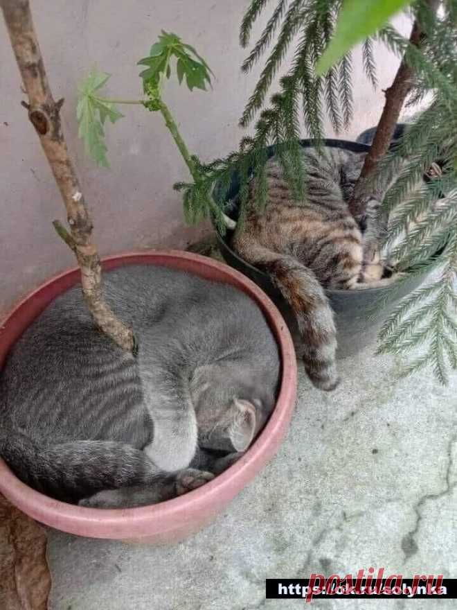 кошки фото картинки приколы