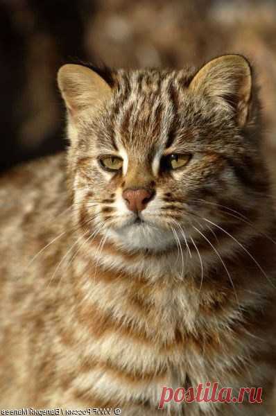 Amur Forest Cat Pics In Their Chonky Majestic Glory - I Can Has Cheezburger?