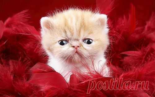 Lovely-KittyCats
