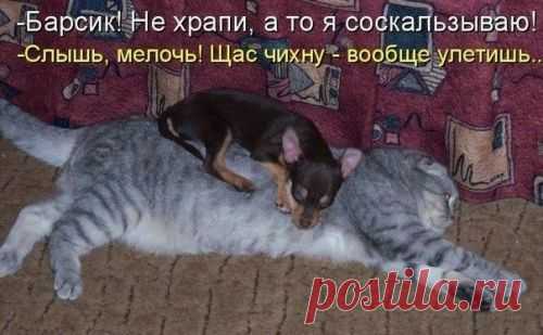 котики Поиск