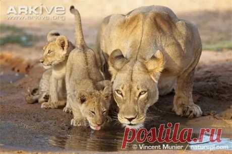 arkive wildlife: 1 тыс изображений найдено в Яндекс Картинках