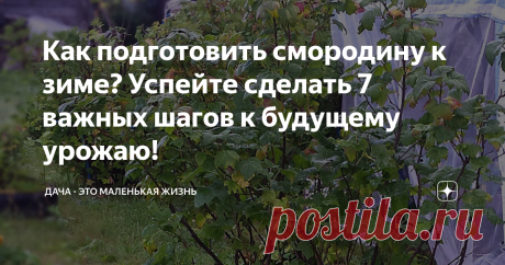 Как подготовить смородину к зиме? Успейте сделать 7 важных шагов к будущему урожаю! Начинать подготовку к зиме необходимо уже в августе...