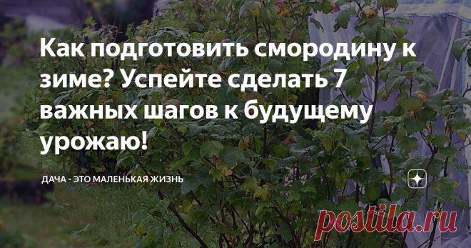 Как подготовить смородину к зиме? Успейте сделать 7 важных шагов к будущему урожаю! Начинать подготовку к зиме необходимо уже в августе...
