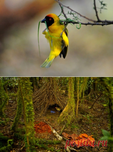 Зачем птицам гнёзда - Садоводка