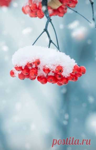 red berries are hanging from a branch covered in snow