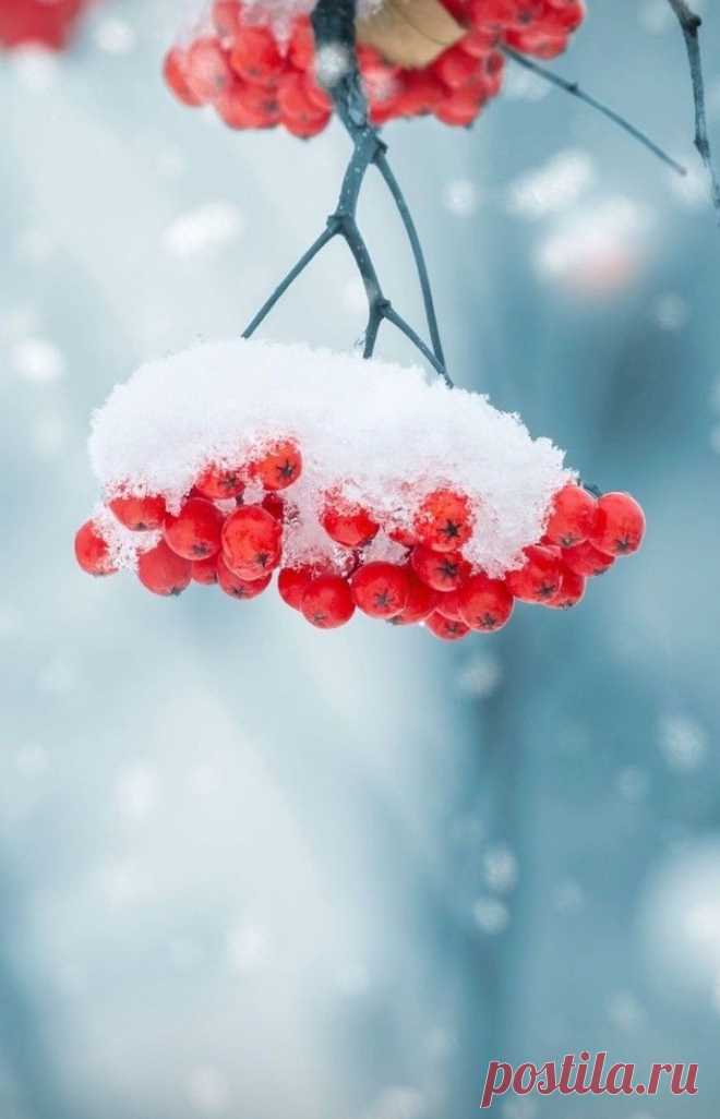 red berries are hanging from a branch covered in snow