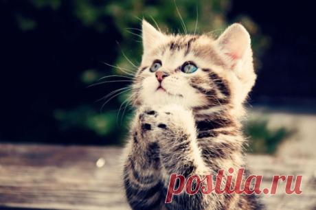 Посели меня к себе в душу… 
Я устала — бездомной кошкой… 
Буду верить тебе… И слушать… 
И грустить иногда… Немножко… 
Под оранжевым абажуром 
Я колечком свернусь на кресле… 
Буду думать, глаза зажмурив, 
Что нам, в общем, неплохо вместе… 
Буду молча глядеть в окошко 
На седые от снега крыши… 
Я, конечно, всего лишь кошка… 
И мне хочется просто выжить 
В этом мире снегов и вьюги, 
Где совсем нелегко бродячим… 
Коль не выйдет с меня подруги, 
Буду просто твоей удачей… 
Посел...