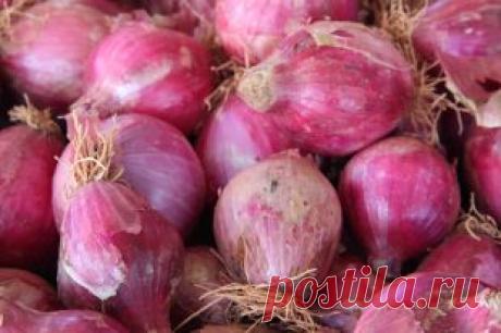 Лук - это вкусно! Что приготовить из «репки» | Продукты и напитки | Кухня | Аргументы и Факты