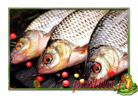 Ловля плотвы в предзимье | Рыбалка зовет! | Яндекс Дзен