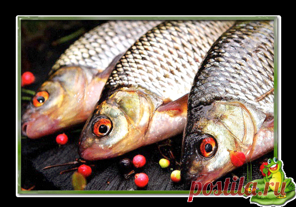 Ловля плотвы в предзимье | Рыбалка зовет! | Яндекс Дзен