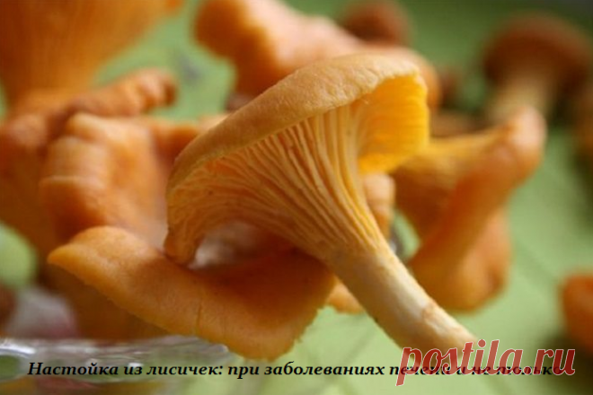 Настойка из лисичек: при заболеваниях печени и не только
