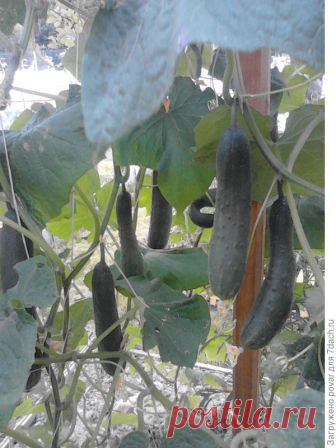 как подвязывать огурцы