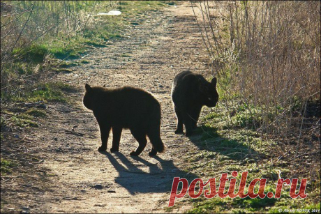 Фотопрогулки. Сельский гламур | ЛЮБИМЫЕ