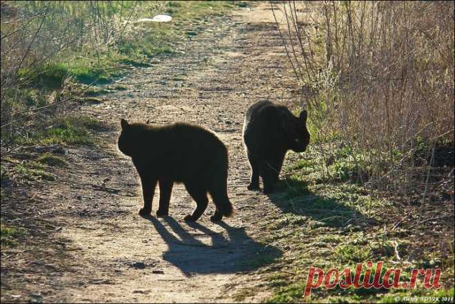Фотопрогулки. Сельский гламур | ЛЮБИМЫЕ