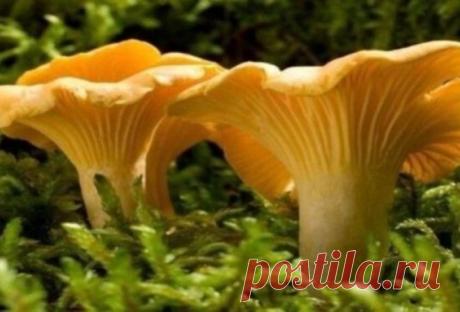 Именно по этой причине лисички никогда не бывают червивыми…
Все очень просто, эти грибы содержат вещество хиноманнозу, которое не переносят жучки, червячки и даже гельминты всех видов.
Вещество это капризное, тепловую обработку не выносит, разрушается при те…