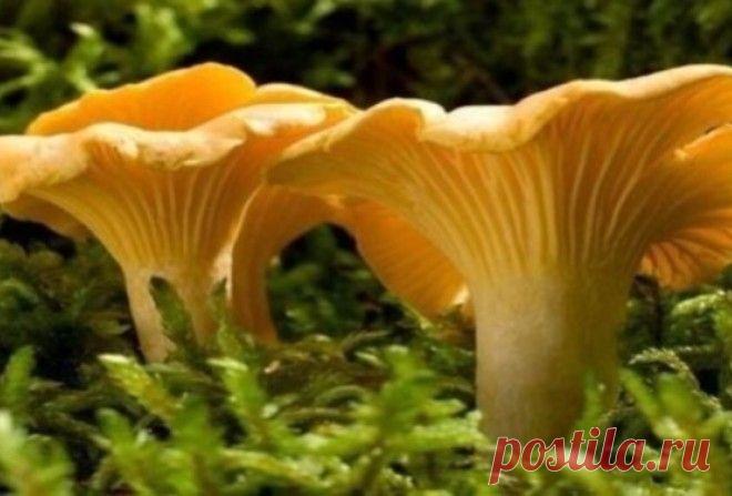 Именно по этой причине лисички никогда не бывают червивыми… 
Все очень просто, эти грибы содержат вещество хиноманнозу, которое не переносят жучки, червячки и даже гельминты всех видов.

Вещество это капризное, тепловую обработку не выносит, разрушается при те…