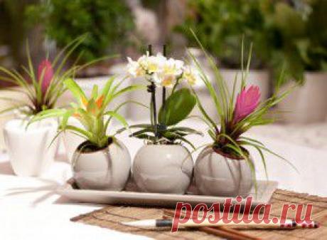 Ошибки ухода за комнатными растениями