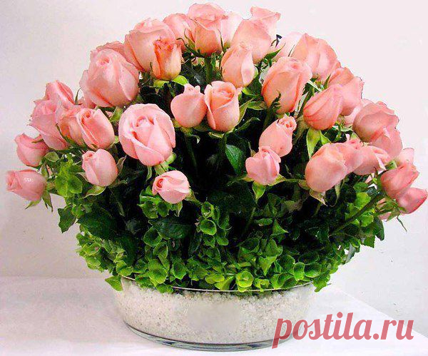 Поздравим всех учителей
Мы с праздником сегодня.
Призвание – учить детей,
Нет дела благородней.
Ваш выбор жизненный таков,
И вы не можете иначе,
Хороших вам учеников,
Здоровья, счастья и удачи!