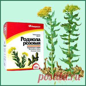 Полезные свойства родиолы розовой для здоровья