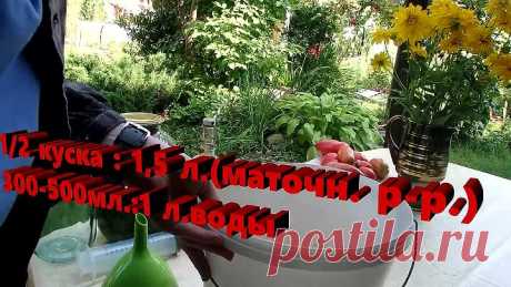 Безопасное ,но очень эффективное средство от болезней и вредителей на огурцах