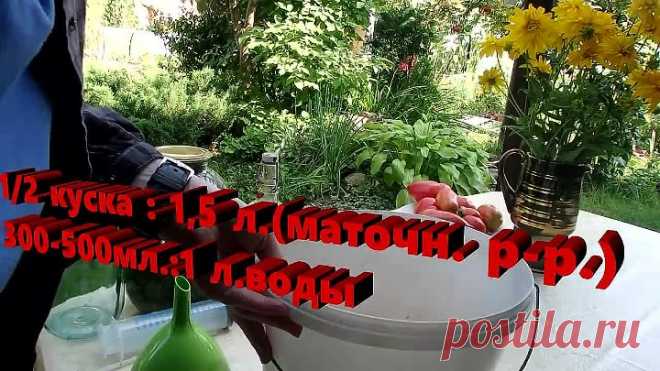 Безопасное ,но очень эффективное средство от болезней и вредителей на огурцах