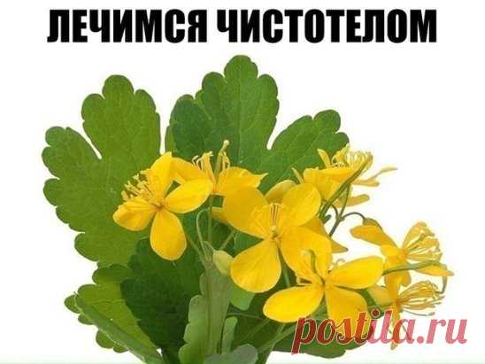 У чистотела есть одна очень интересная особенность. Он сразу отыскивает корень болезни. Если сок или порошок поместить на биологически активную точку, то наблюдается мгновенная трансформация, перенос его к источнику болезни.
У нас чистотел нередко называют русским женьшенем. Применять его можно в виде сока, отвара, настойки, экстракта. О целебных свойствах чистотела люди знают с древнейших времен.
Для лечения глазных болезней нужно варить сок чистотела с медом в соотношении 1:1 на слабом огне