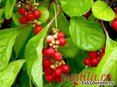 Китайский лимонник: полезные свойства