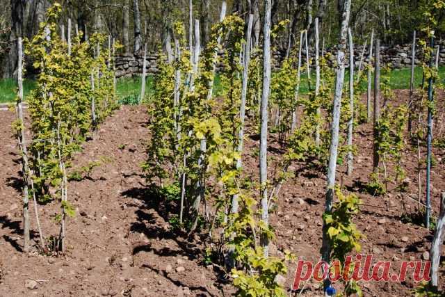 Правила закладки малинника для стабильного урожая на много лет | 6 соток