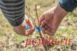 Прививка персика весной для начинающих