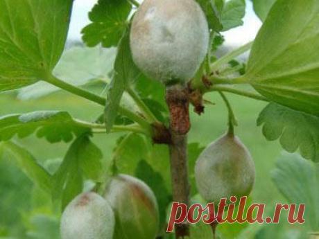 Уход за крыжовником. Методы борьбы с мучнистой росой.