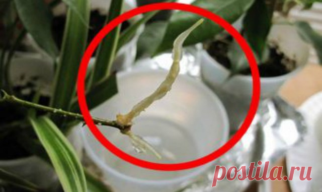 5 проверенных способов ускорить появление корешков у растений
