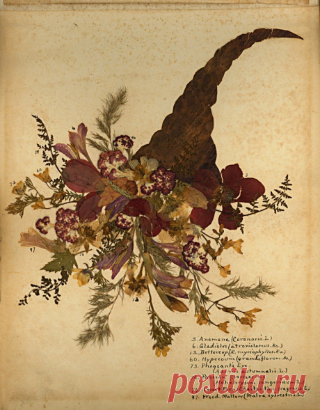Blumen des Heiligen Lande 
(Цветы Святой Земли)

Фредерик Вестер
1890-е годы