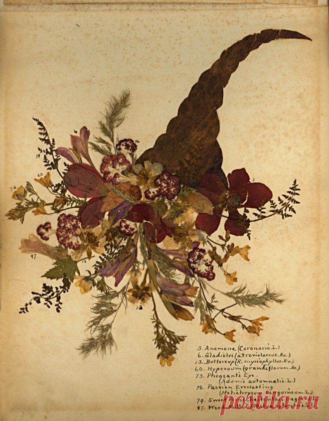 Blumen des Heiligen Lande 
(Цветы Святой Земли)

Фредерик Вестер
1890-е годы