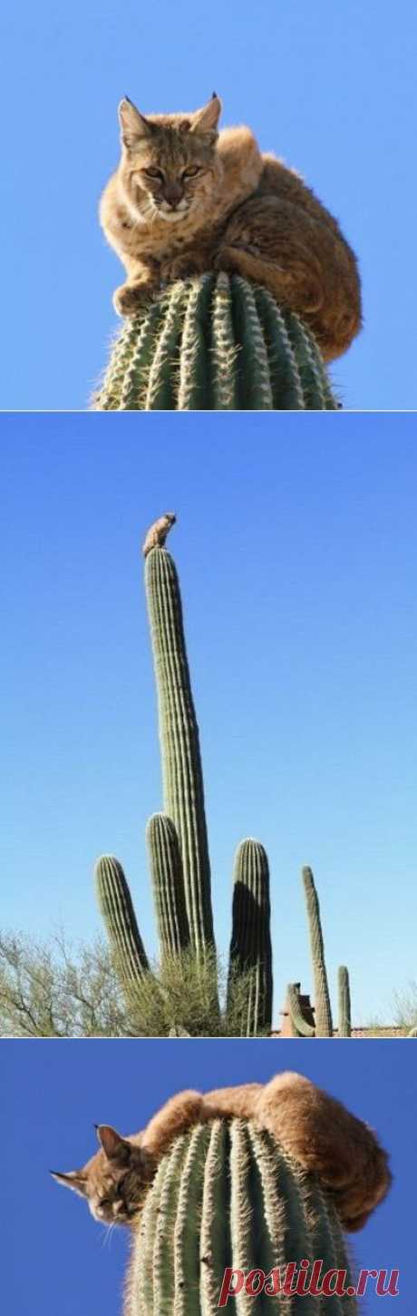 В Золотом каньене Аризоны горная пума атаковала рысь. | WorldCity