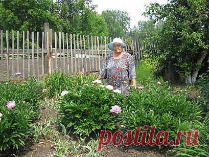 Пионы зацвели!