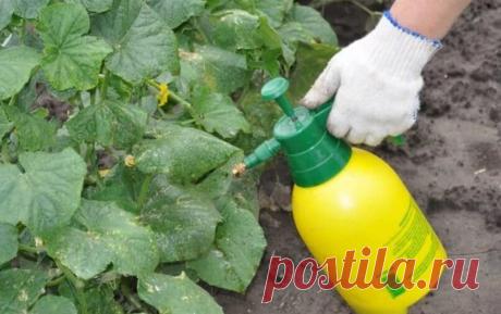 Спасла огурцы с помощью зеленки и воды, воспользовавшись советом соседки. Теперь сама всем советую так делать. | Душой на даче | Яндекс Дзен
