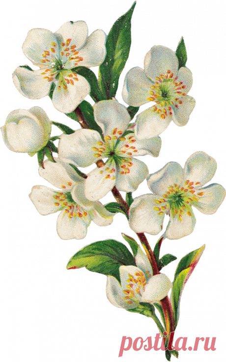 рисунки цветущих яблонь — Яндекс: нашлось 3 млн результатов