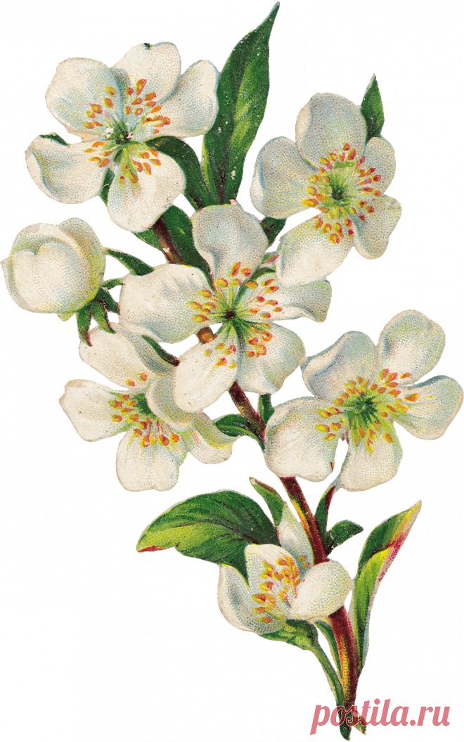 рисунки цветущих яблонь — Яндекс: нашлось 3 млн результатов