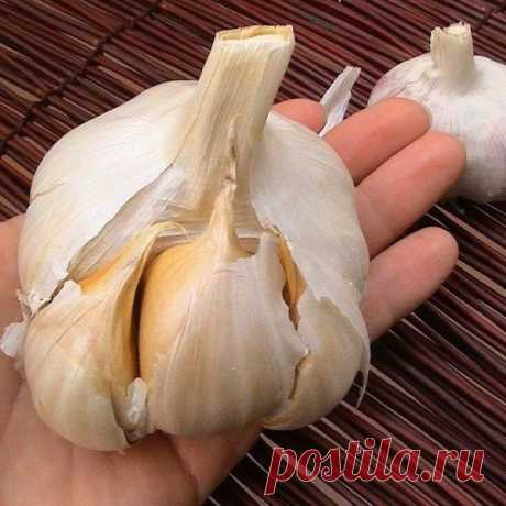 Слоновый чеснок | Дачный участок
