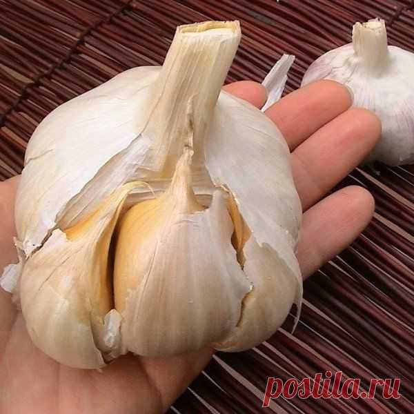 Слоновый чеснок | Дачный участок