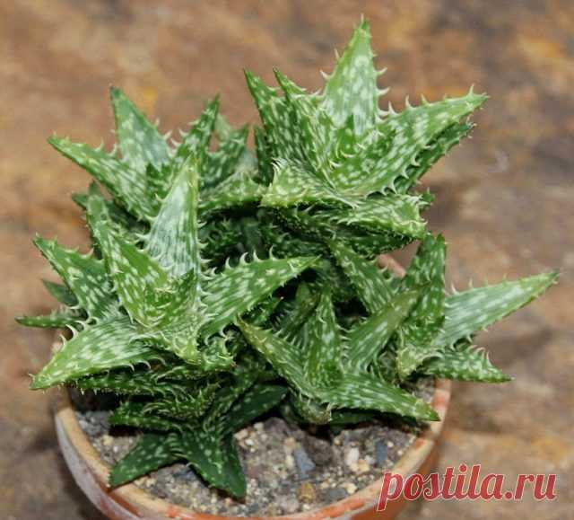 Алоэ ювенильное (Aloe juvenna)