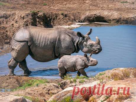 Pool Time With Mom Greater one-horned rhino (Rhinoceros unicornis) mom named "Tanaya" with her calf born April 11, 2020.  While not yet named, the female calf has been nicknamed "Little T" .  She and her mom live in the 40 acre Asian Plains Field exhibit  of the San Diego Zoo Safari Park.    Conservation Status: Vulnerable primarily due to habitat loss, poaching threats and illegal traffic in rhino horn.