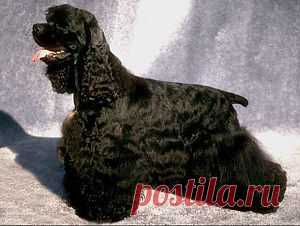 Американский кокер-спаниель фото.