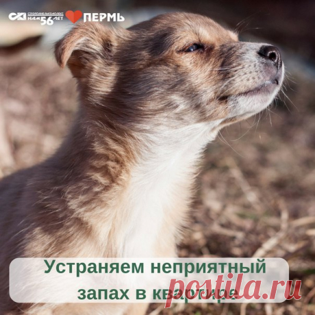 Сегодня расскажем, как избавить квартиру от неприятных запахов (если вдруг такие, к несчастью, имеются). Сохраните к себе на стену, чтобы эти советы всегда были под рукой.

 Главный совет — сразу же избавляйтесь от источника запаха. Въевшиеся «ароматы» удалить значительно сложнее. Если источником запаха служит жидкость, то ни в коем случае нельзя размазывать ее по полу. Максимально впитайте жидкость бумагой, а потом обработайте место моющими средствами.
Показать полностью…