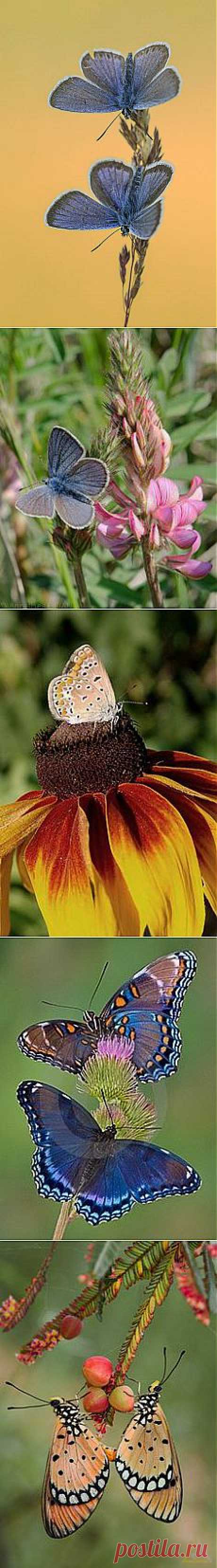 Silver-studded Blue - Plebeius argus | Butterflies