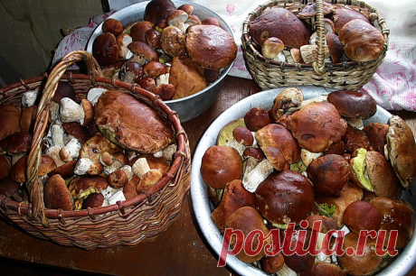 Впереди грибной сезон - как я сушу грибы. | Trophikana | Яндекс Дзен