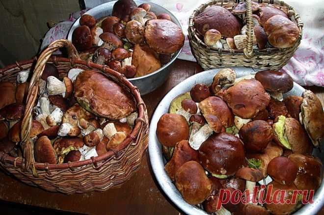 Впереди грибной сезон - как я сушу грибы. | Trophikana | Яндекс Дзен